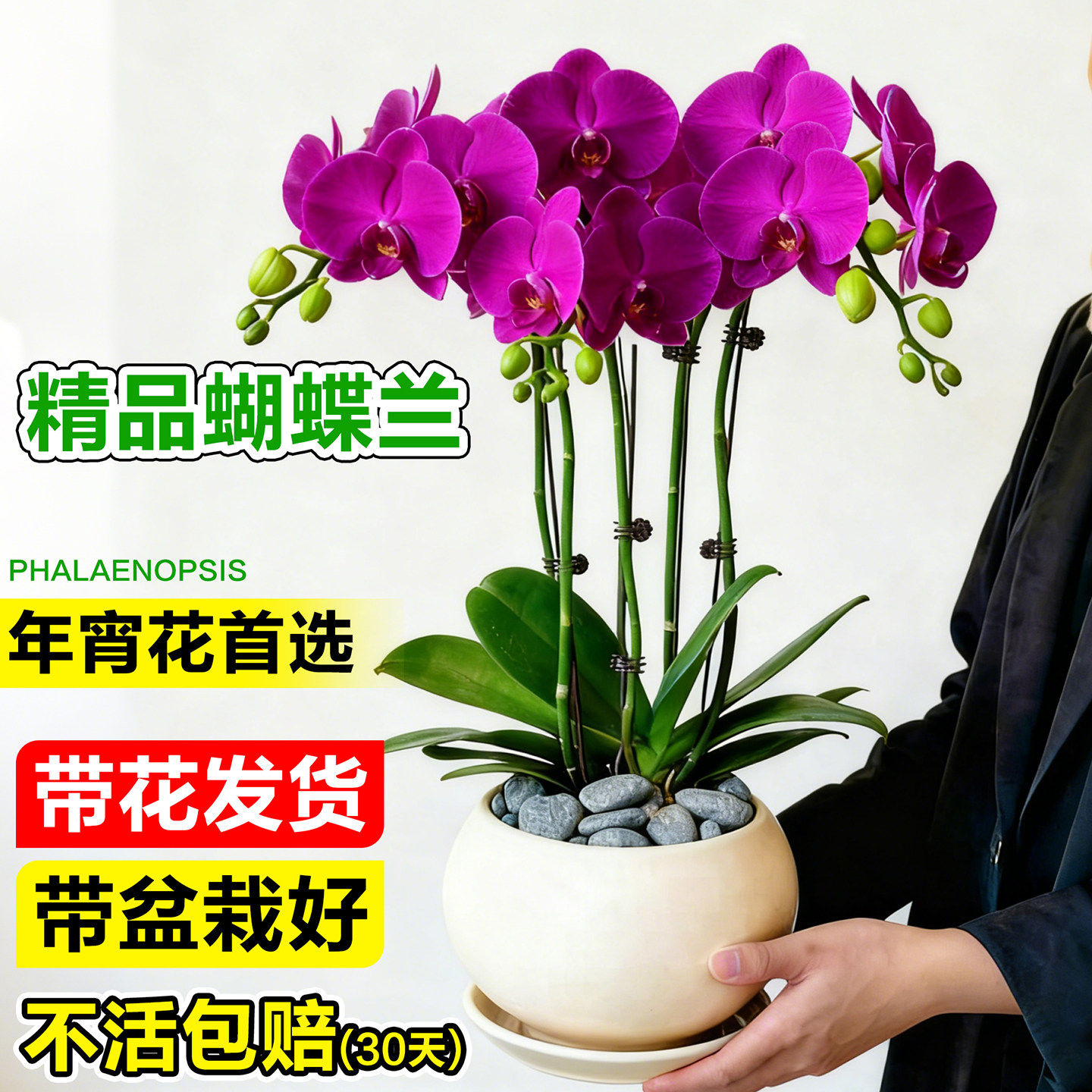 蝴蝶兰带花盆栽兰花大苗室内年宵花卉客厅办公室好养桌面鲜花盆景