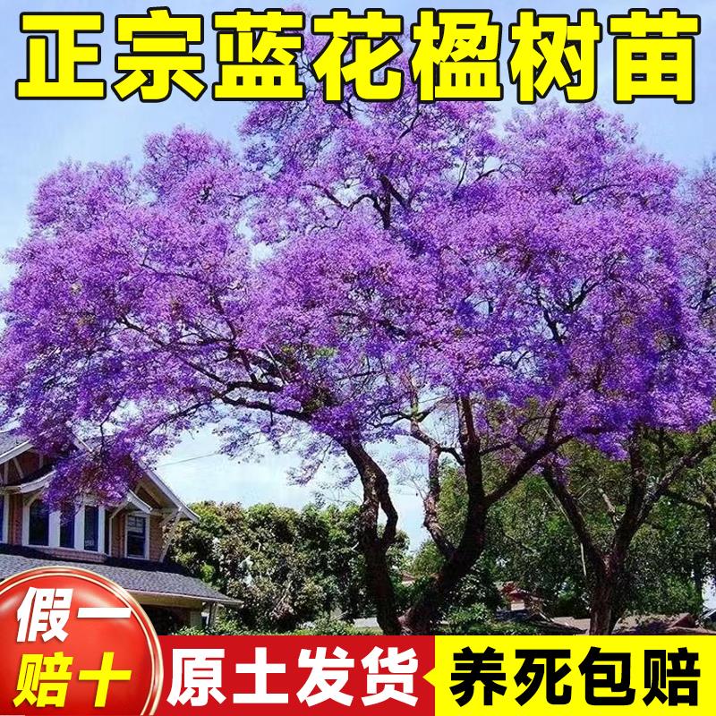 蓝花楹树苗大树正宗耐寒名贵风景树乔木户外庭院种植盆栽老桩树木