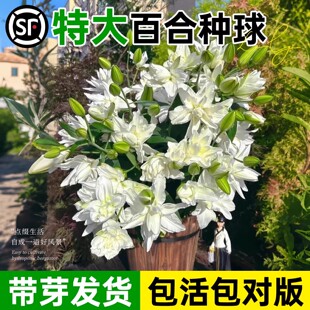 重瓣香水百合种球四季花卉开花特大种植苗盆栽绿植物耐寒好养易活