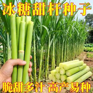 冰糖甜杆种子原装超甜北方甘蔗种子甜高粱种子正品老品种高糖甜杆