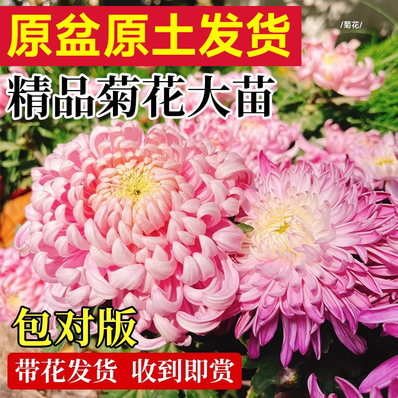 菊花盆栽带花苞金丝皇菊千头菊大花苗室内花卉绿植物球菊四季开花
