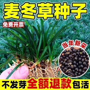 四季常青麦冬草草籽玉龙草日本矮麦冬草种籽细叶麦冬庭院绿化种子