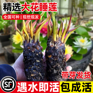 睡莲水培植物四季水养荷花水莲花盆栽花卉水池塘大睡莲根块带花苞