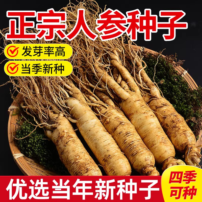 人参种子东北长白山野生中草药材盆栽南北方室外阳台庭院四季植物