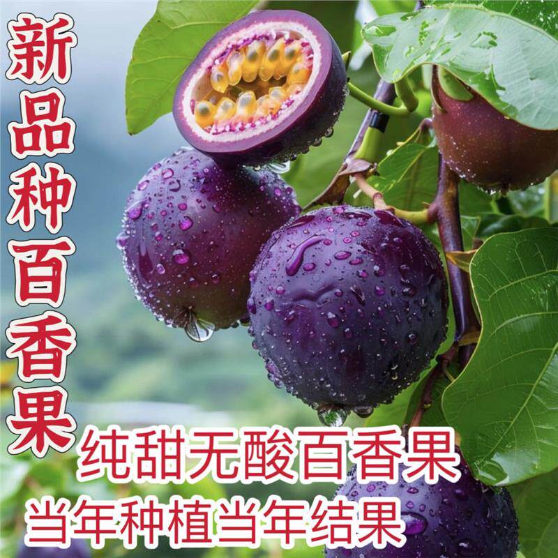 百香果苗紫皮红肉黄金百香水果树苗四季盆栽南方北方种植当年结果