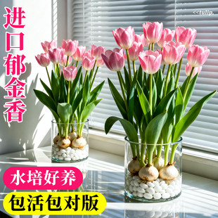 郁金香水培器皿花盆水养种球花瓶专用定植篮盆水仙花葡萄风信子