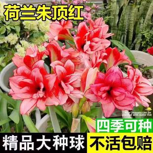 鬼魅朱顶红荷兰重瓣四季朱顶红种球精灵地栽球根观花植物盆栽花卉