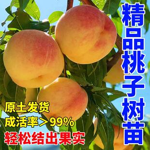 黄桃树桃树果苗嫁接苗冬桃油桃树果苗南方北方种植桃苗当年结果