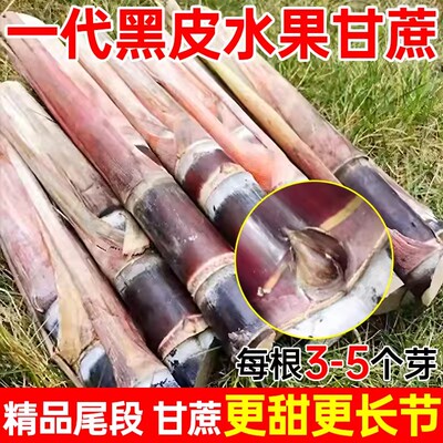 带芽黑皮甘蔗盆栽种植甘蔗种子北方甘蔗种青皮水果甜黄金甘蔗种苗