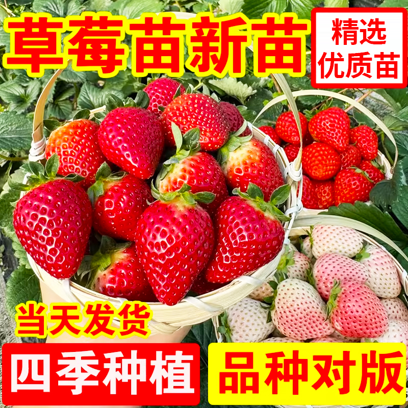草莓苗穴盘苗四季结果盆栽