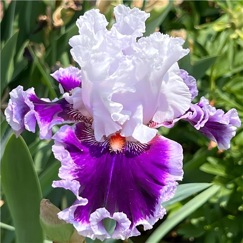 现货耐寒德国鸢尾球根种球花园庭院户外绿植别墅植物花苗盆栽地栽