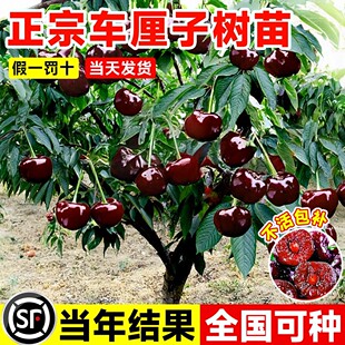 车厘子树苗正宗耐寒精品庭院地栽优质特级5J级四季北方南方种植