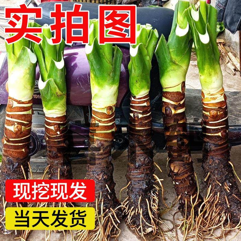 象耳芋大野芋大型绿植客厅阳台大叶盆栽庭院超大叶植物现挖现发,鲜花速递/花卉仿真/绿植园艺,水生植物,淘宝优惠券,粉丝福利购,淘宝优惠卷