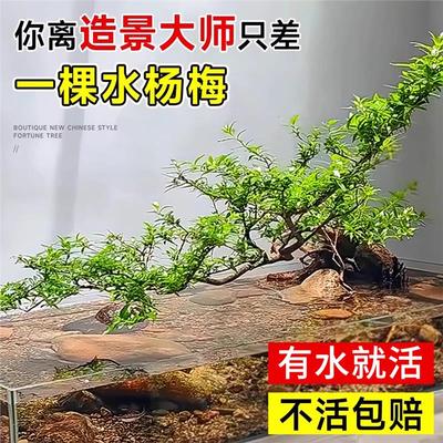 水杨梅水培植物绿植老桩飘枝鱼缸装饰水生树铜钱草竹节草造景水草