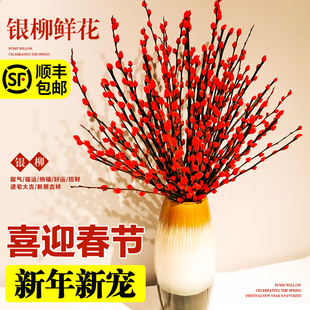 银柳真花鲜枝干花花束客厅摆件年宵花超长花期红柳枝条花卉绿植物