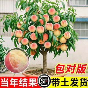 冬桃树果苗嫁接血桃苗果树特大早熟南方北方种植水蜜桃子苗新品种