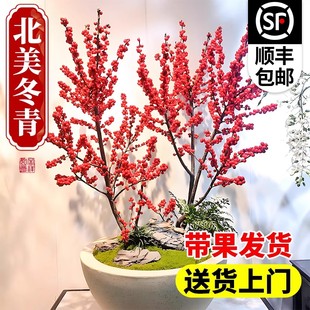 北美冬青盆栽树苗带果公树冬青红果真花红果子进口年宵花花卉雄株