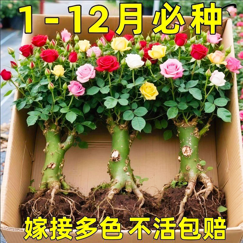 玫瑰花树苗带花苞特大花卉绿植物盆栽室内阳台月季蔷薇四季开花