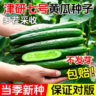 高产老品种绿心黄瓜种子种籽苗水果秋蔬菜老旱孑子菜种籽种大全