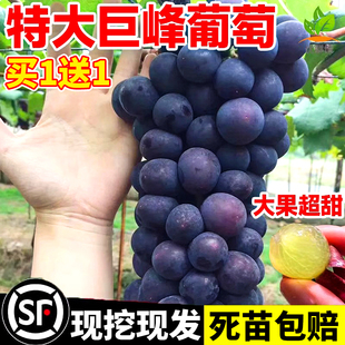 葡萄树苖特大巨峰葡萄苗爬藤阳光玫瑰葡萄树苗北南方种植果树果苗