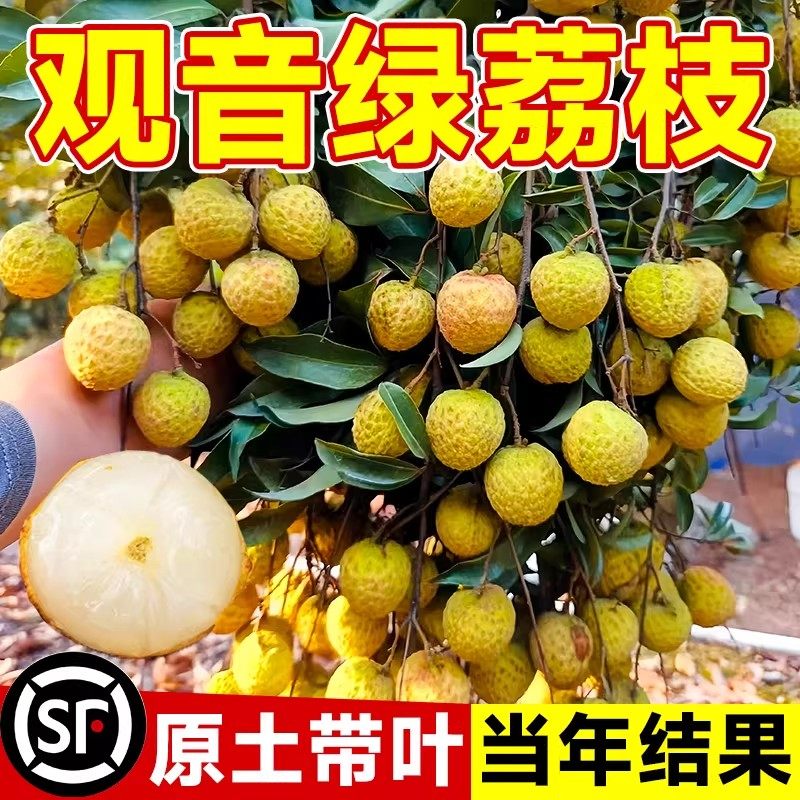 观音绿荔枝苗树新品种仙桃妃子笑桂味果树盆栽地载南北方当年结果,鲜花速递/花卉仿真/绿植园艺,果树,淘宝优惠券,粉丝福利购,淘宝优惠卷