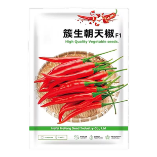 七彩辣椒树苗种子小米辣椒种子云南盆栽五彩辣椒籽种孑种秧苗大全