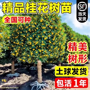 正宗桂花树苗大树庭院地栽八月金桂花盆栽南北方耐寒名贵浓香