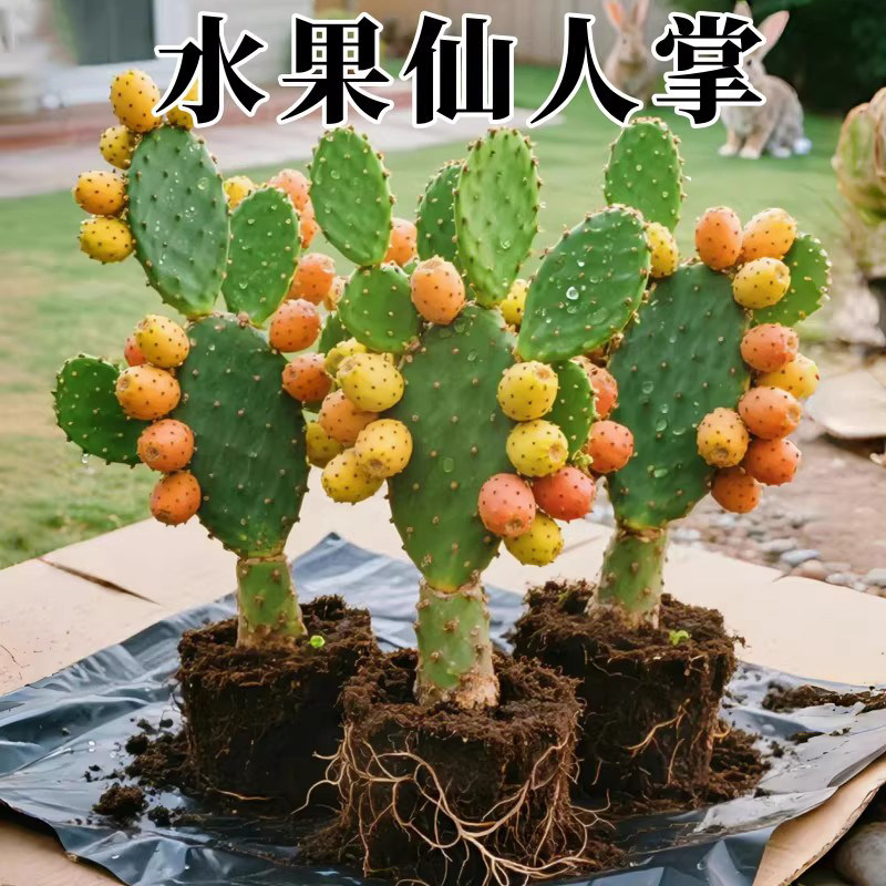 当年结果食用水果型宝塔红果仙人掌种植黄大刺米邦塔仙人掌火龙果