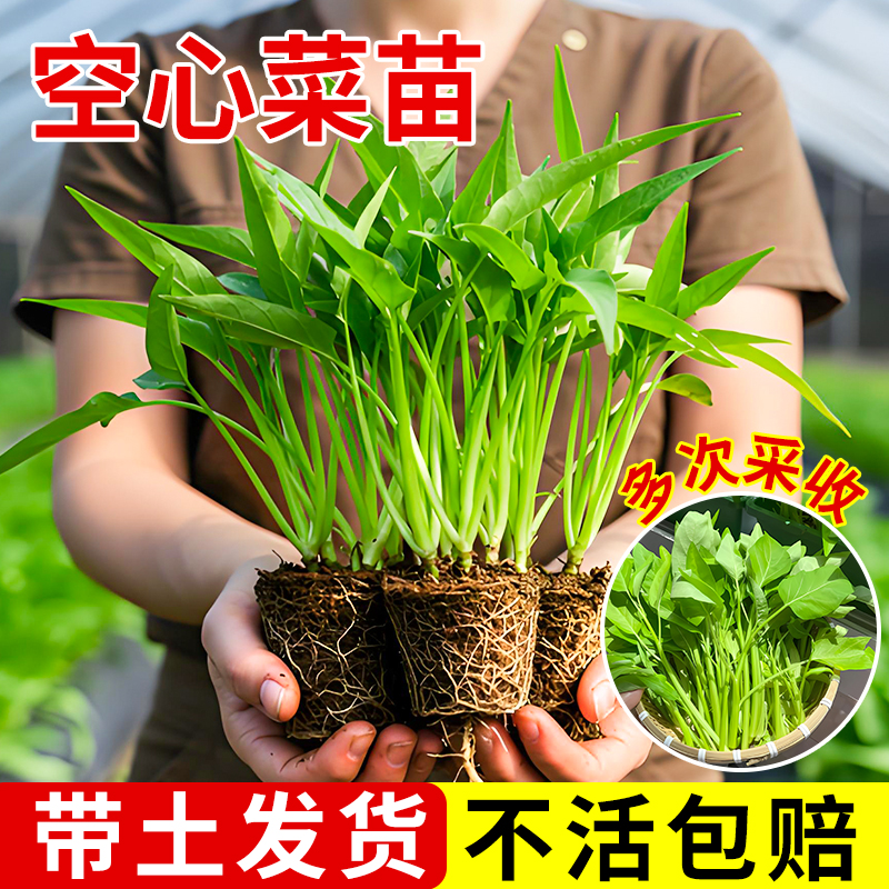 三叉空心菜苗带根老品种大叶农家
