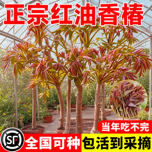 正宗红油香椿苗地栽食用矮化北方种植红椿树苗盆栽新鲜香椿芽种子