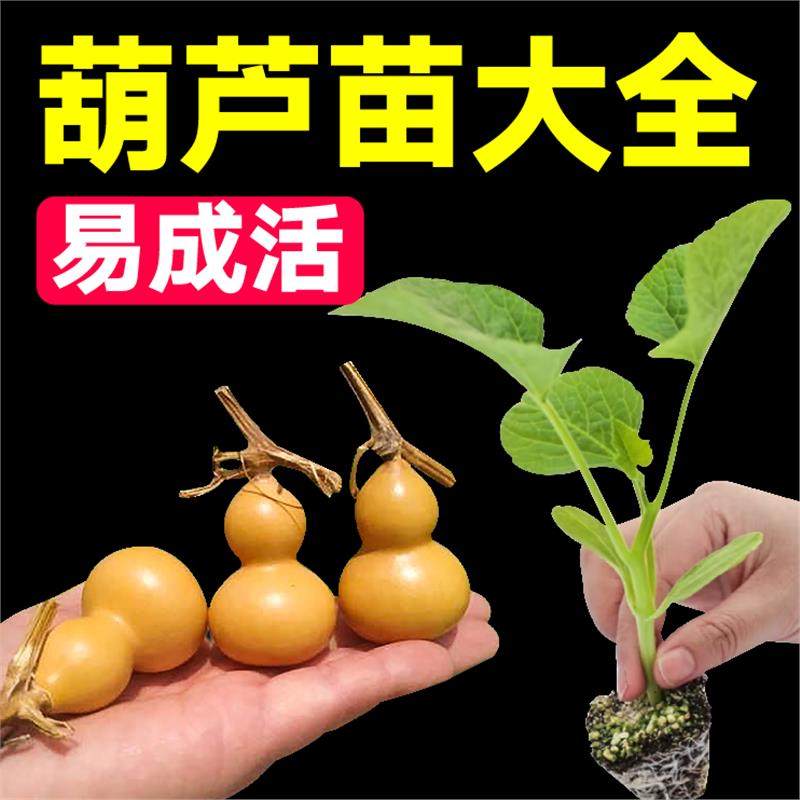 山东寿光手捻葫芦秧苗文玩观赏迷你小葫芦种子小亚腰大酒葫芦四季,鲜花速递/花卉仿真/绿植园艺,种苗/半成品盆栽,淘宝优惠券,粉丝福利购,淘宝优惠卷
