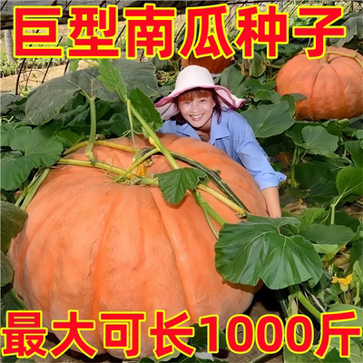 美国巨型南瓜种子特大南瓜种子