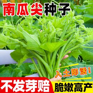 南瓜尖种孑专吃南瓜藤籽菜种子食用高产蔬菜苗秧苗四季农作物种籽
