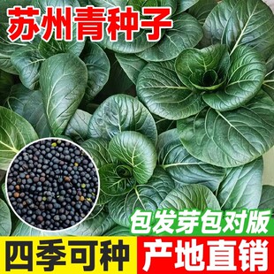 黑叶矮脚苏州青种子黑大头上海青高产油菜籽种小青菜四季蔬菜种植