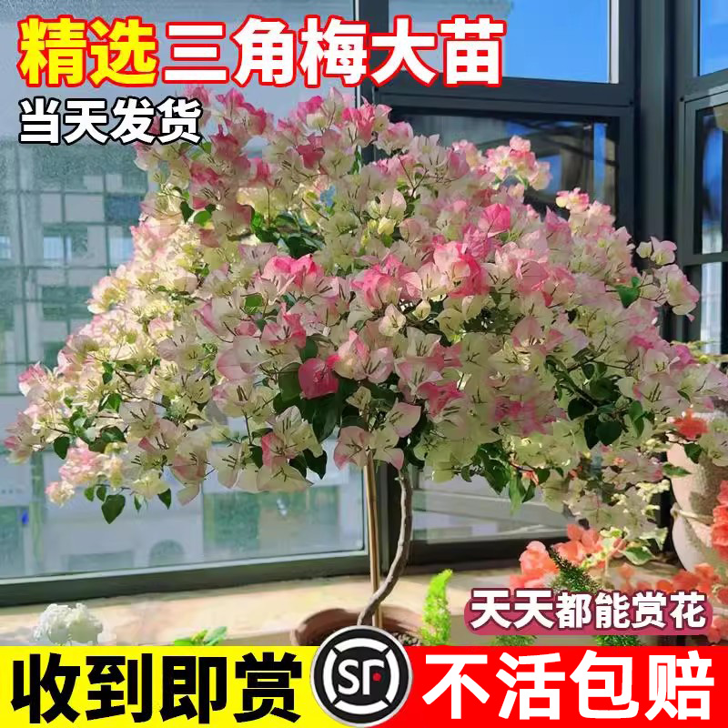【包成活365天】重瓣三角梅盆栽