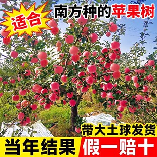 适合南方种的苹果树果苗红富士冰糖心苹果嫁接苗南北地栽庭院种植