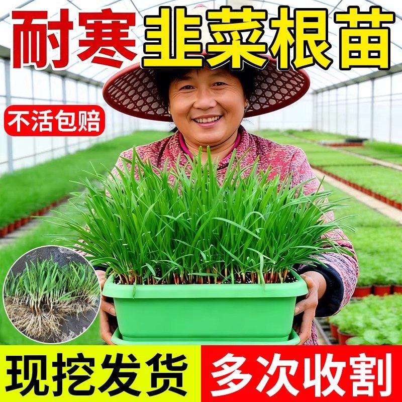 韭菜根苗紫根红根带土蔬菜宽叶大叶独根红韭菜根种籽子种子盆栽苗,鲜花速递/花卉仿真/绿植园艺,种苗/半成品盆栽,淘宝优惠券,粉丝福利购,淘宝优惠卷