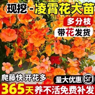 凌霄花带花苞炮仗花爬藤植物盆栽庭院爬墙特大号藤蔓四季花卉绿植