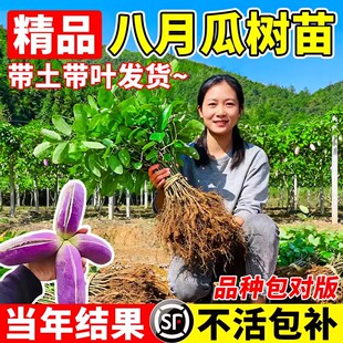 无籽八月瓜树苗大苗八月炸果树苗当年结果水果苗南方庭院四季种植