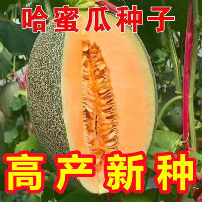 哈密瓜种子甜籽新疆网纹当