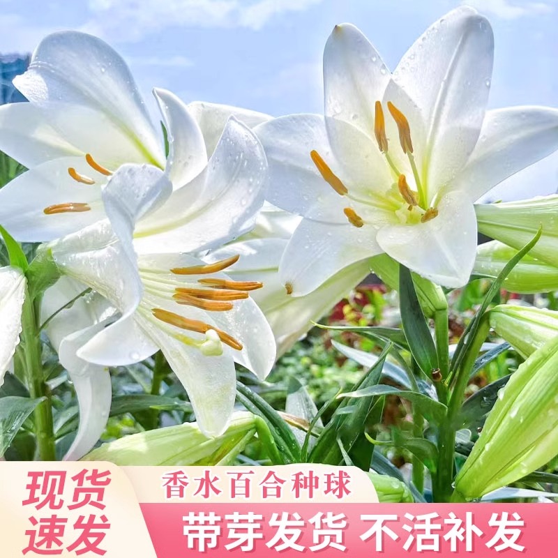 香水百合种球四季开花盆栽