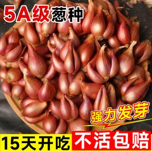 红葱头种四季小香葱种头正宗广东四川红葱头葱种子籽本地火葱批发