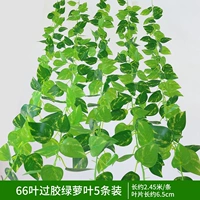 5 66-листных желатинизированных листьев зеленой редьки