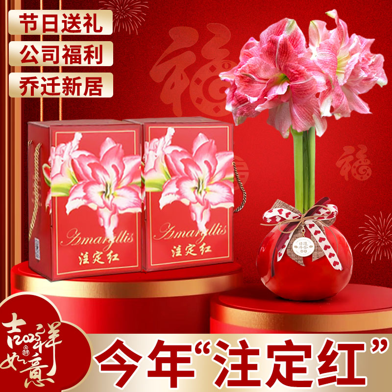蜡封朱顶红蜡球重瓣大种球带花苞注定红礼盒年宵花卉新年伴手礼物