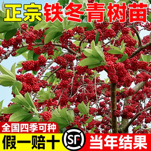 铁冬青树苗红果白银木万紫千红树苗盆栽绿化观赏树常绿行道庭院