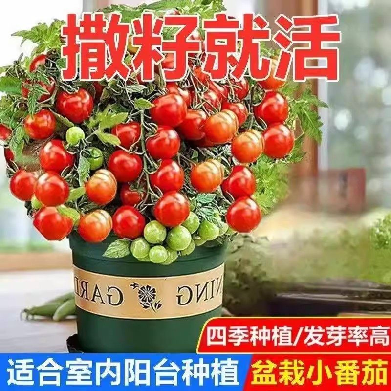 番茄种子矮生小番茄西红柿种籽苗超矮阳台盆栽矮种小番茄四季播种