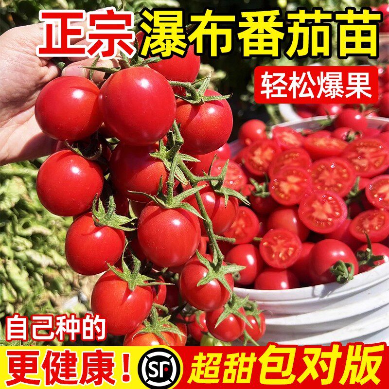 番茄苗秧矮生黑珍珠老品种盆栽