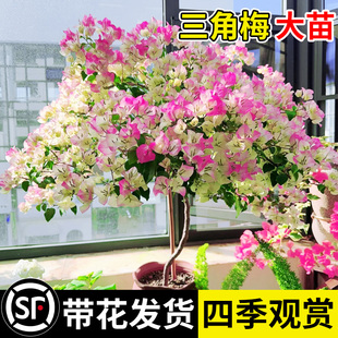 三角梅花树苗三角梅盆栽带花老桩大苗室内阳台漳红樱爬藤四季开花