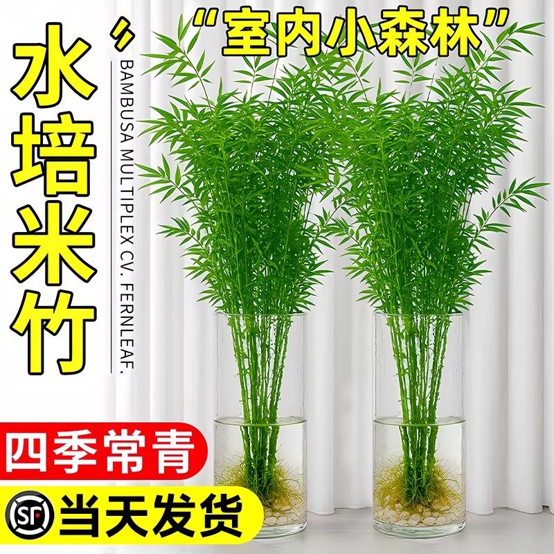 水培米竹室内盆栽植物水养观音竹富贵竹南天竹客厅懒人高级感绿植