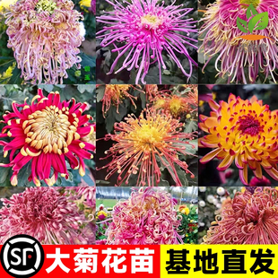 菊花苗大小花带花苞盆栽四季特大花开花秋菊花苗稀有品种懒人养花